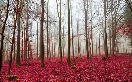 森林,红色
