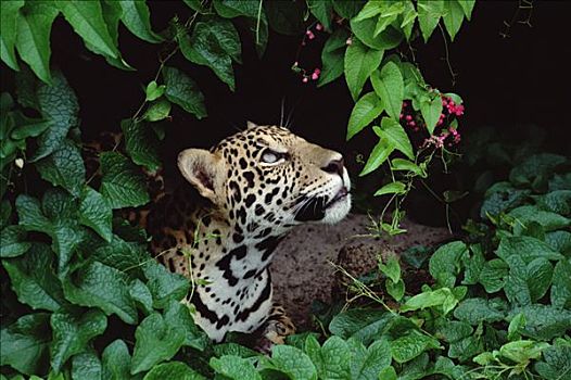 美洲虎,美洲豹,偷窥,室外,叶子,花,亚马逊河,巴西