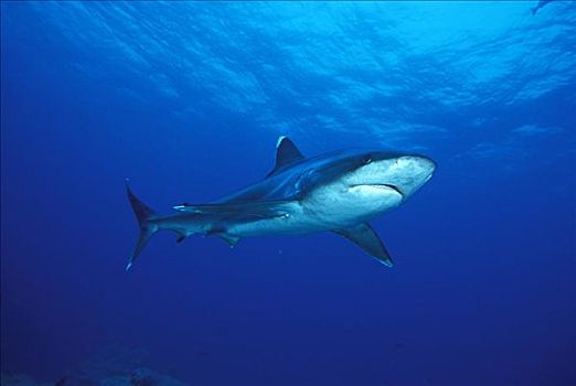 泰国,银鳍鲨,白边真鲨
