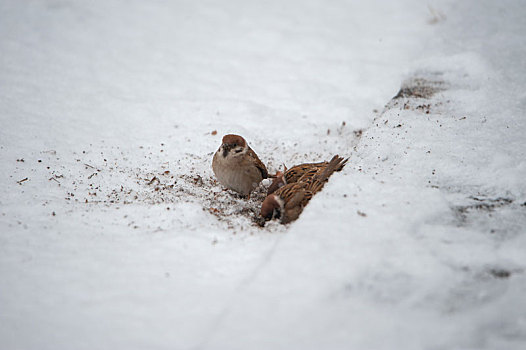 雪中鸟