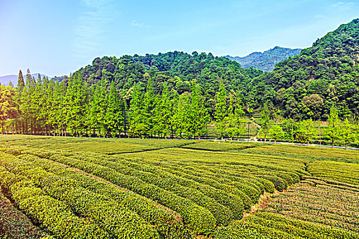 龙井,茶,花园,杭州,西湖