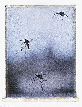死,蚊子,窗户