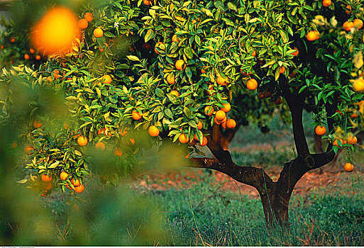 橘林,阿尔加维,葡萄牙