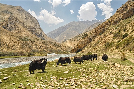 牦牛,尼泊尔