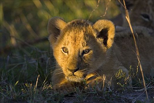 非洲狮,狮子,6-7岁,星期,老,幼兽,日出,脆弱,马赛马拉国家保护区,肯尼亚