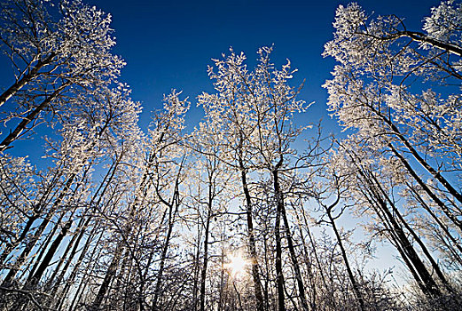 艾伯塔省,加拿大,霜,树,冬天