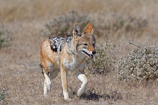 黑背狐狼,黑背豺,走,短小,干草,埃托沙国家公园,纳米比亚,非洲