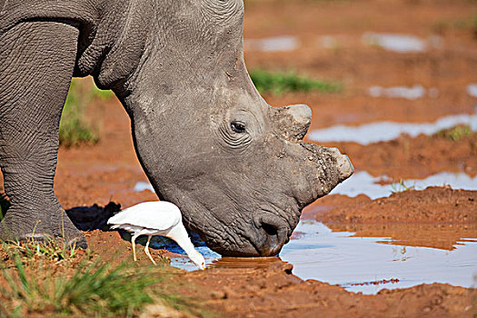 白犀牛,牛背鹭,喝,自然保护区,南非