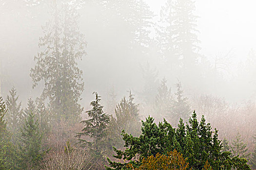 雾,上方,树林,华盛顿,美国