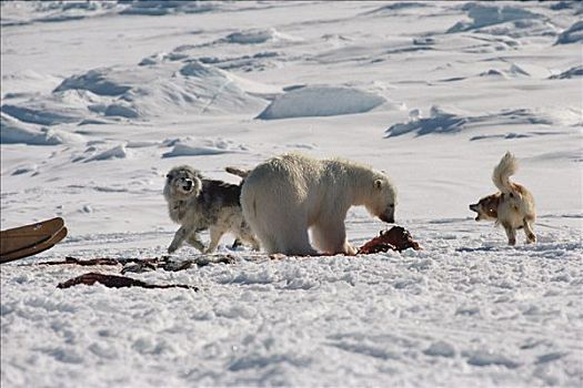 露营,狗,争斗,北极熊,加拿大