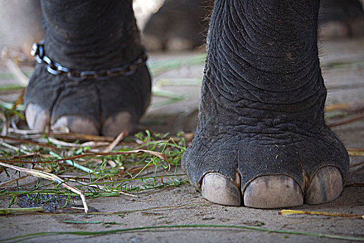 大象,脚