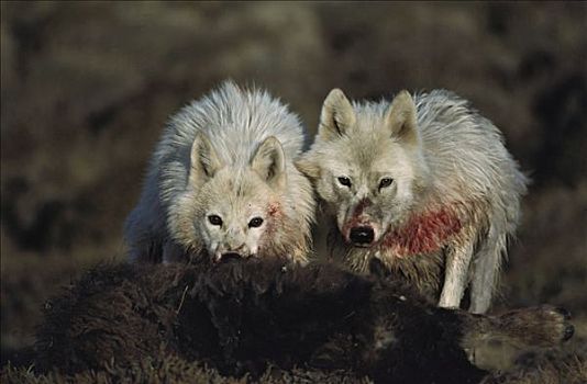 北极狼,狼,一对,麝牛,艾利斯摩尔岛,加拿大