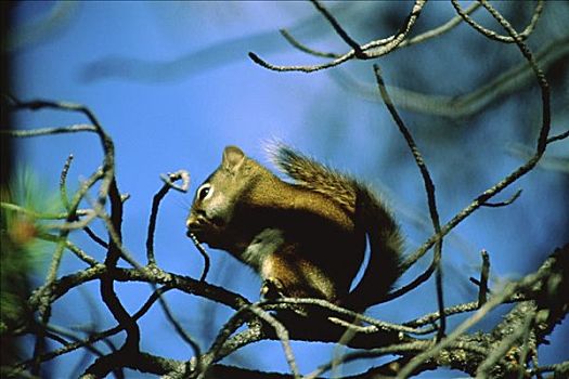 灰松鼠,黄石国家公园,怀俄明
