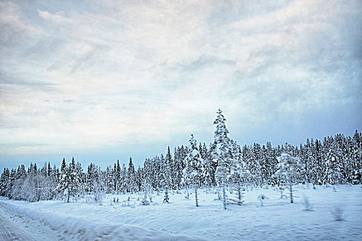 风景,路边,积雪,树,瑞典