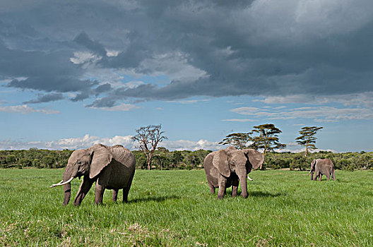 非洲象,三个,肯尼亚