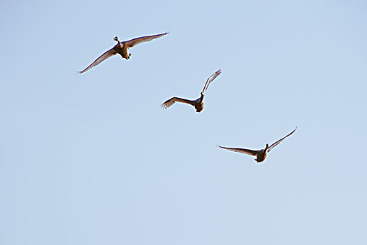天空中飞着的三只天鹅