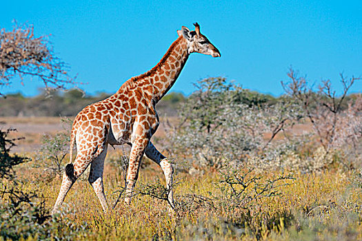 幼兽,长颈鹿,走,热带草原,埃托沙国家公园,纳米比亚,非洲