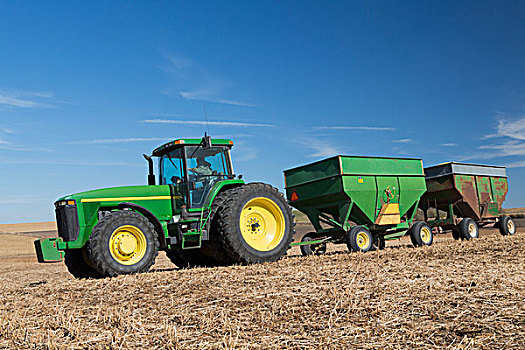 农民,驾驶,拖拉机,拖拉,两个,谷物,满,大豆,秋天,东北方,爱荷华,美国