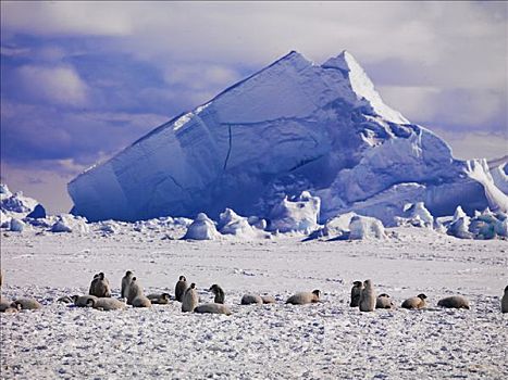 帝企鹅,冰山,后面,华盛顿,南极