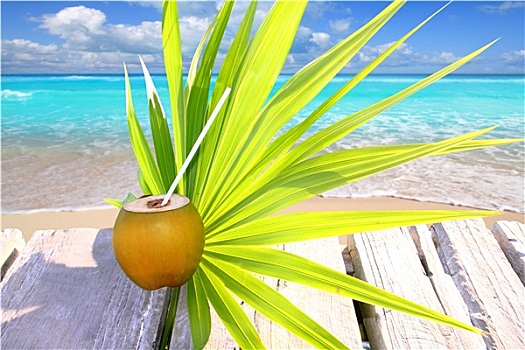 椰树,新鲜,加勒比海,码头,棕榈叶