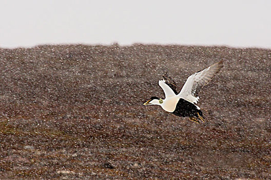 绒鸭,欧绒鸭,飞,下雪,斯瓦尔巴特群岛,挪威