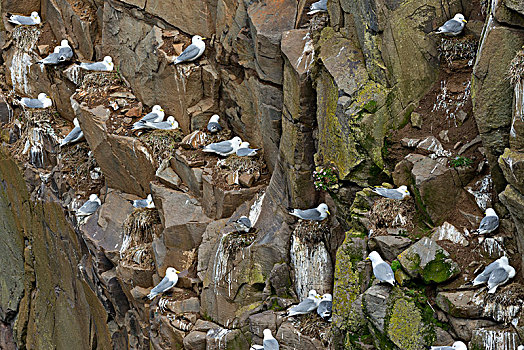 三趾鸥,悬崖,法罗群岛,丹麦,欧洲