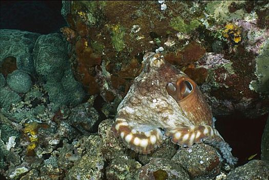 礁石,章鱼,霞水母章鱼,展出,岛屿,印度尼西亚,次序