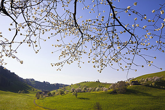 樱桃树,枝条,乡村风光,瑞士