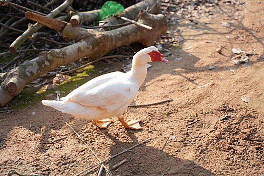 冬日阳光下鸡鸭在散步觅食