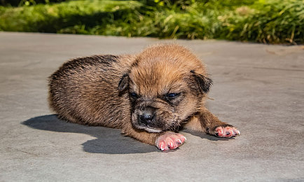 犬舍图片