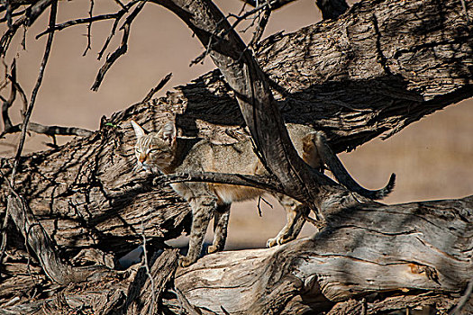 非洲,野猫科动物,卡拉哈迪大羚羊国家公园,北开普,南非