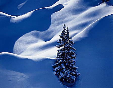 冬季风景,云杉,阿勒堡,奥地利