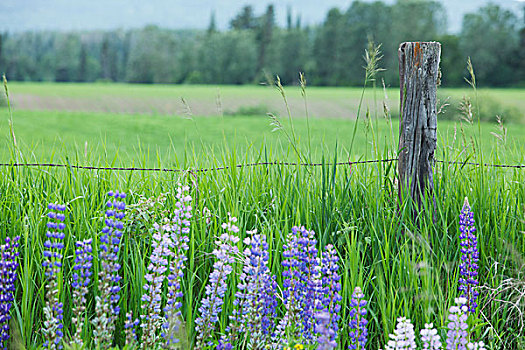 乡野,栅栏,紫色,羽扇豆属植物,桑德贝,安大略省,加拿大