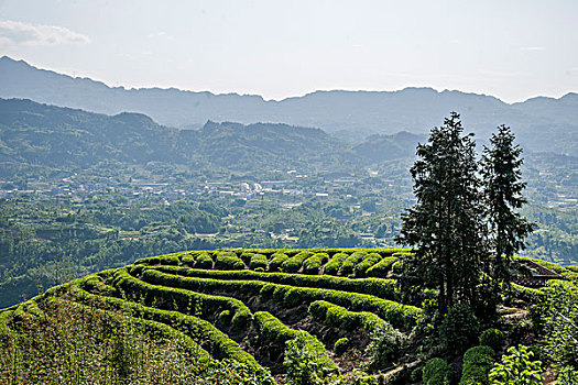 重庆巴南区猫山茶场