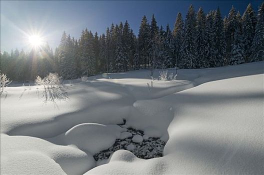 积雪,林中空地,太阳,蓝天,早晨,黑森林,巴登符腾堡,德国,欧洲