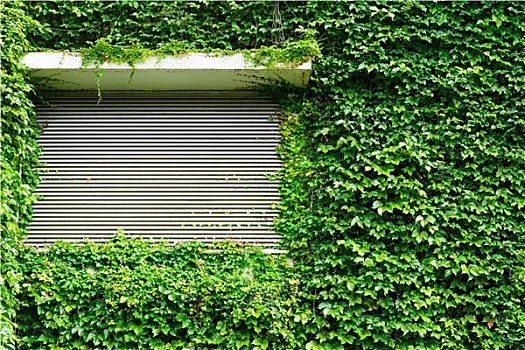 绿色,常春藤,叶子,墙壁,金属,百叶窗