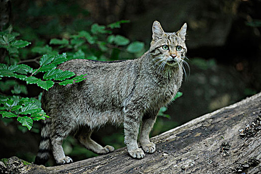 野猫科动物,斑貓,动物,围挡,巴伐利亚森林国家公园,巴伐利亚,德国,欧洲