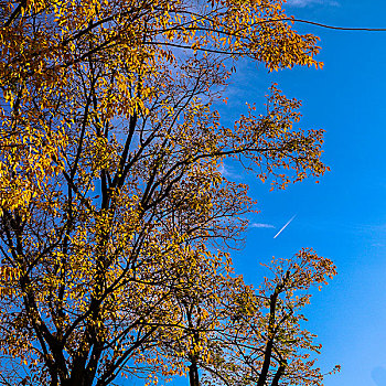 秋天蔚蓝的天空下飞机飞过树梢