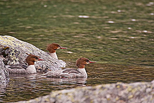 三个,雌性,普通,普通秋沙鸭,涉水,苔藓,遮盖,石头