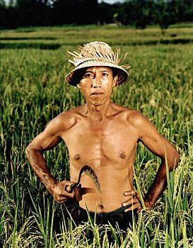 印度尼西亚,巴厘岛,稻米,农民,稻田