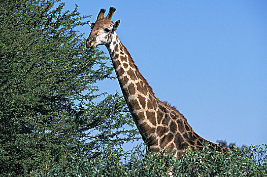 马赛长颈鹿,成年,吃饭,吃,叶子,刺槐,肯尼亚