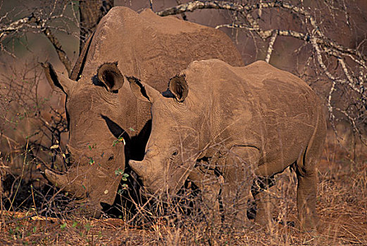 非洲,南非,白犀牛