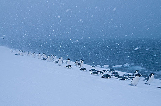 阿德利企鹅,群,暴风雪,南极