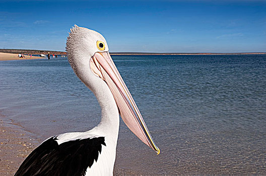 鹈鹕,海滩,鲨鱼湾,西澳大利亚,澳大利亚
