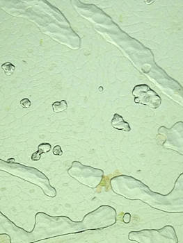 光学显微镜下的叶绿体图片