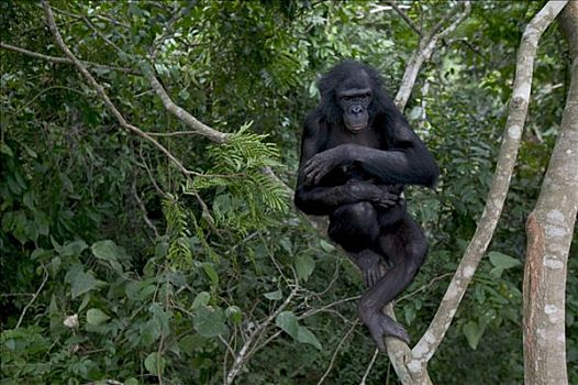 倭黑猩猩,雌性,孤儿,诞生,黑猩猩,刚果