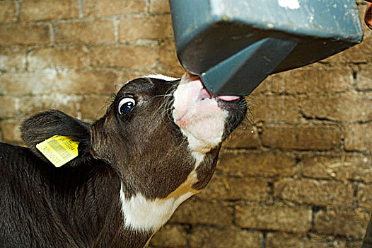 家牛,黑白花牛,弗里斯兰奶牛,乳业,喝,牛奶,人造,奶头,英格兰,欧洲