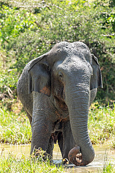 亚洲象在斯里兰卡国家公园沐浴