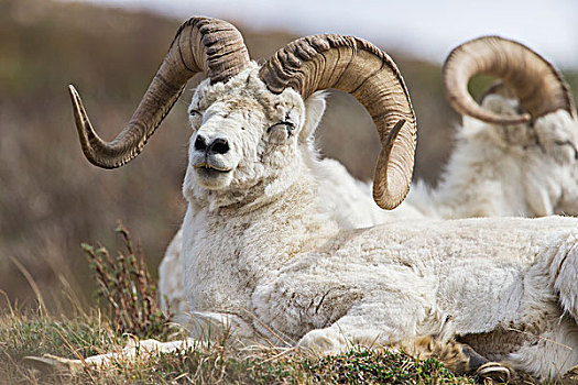 大角羊,德纳里峰国家公园,阿拉斯加,美国
