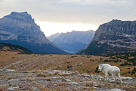 石山羊,雪羊,冰川国家公园,蒙大拿